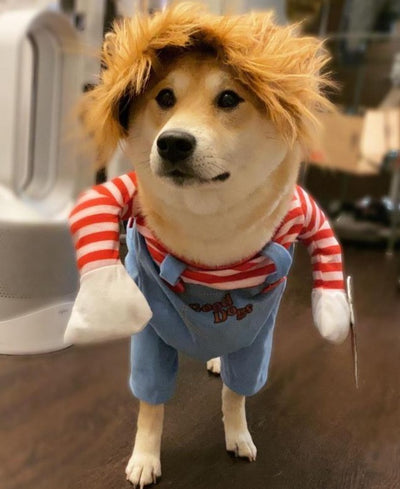 A shiba inu dog in a stripey top that is scary