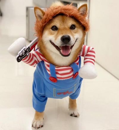 A shiba inu dog in a halloween costume with a knife