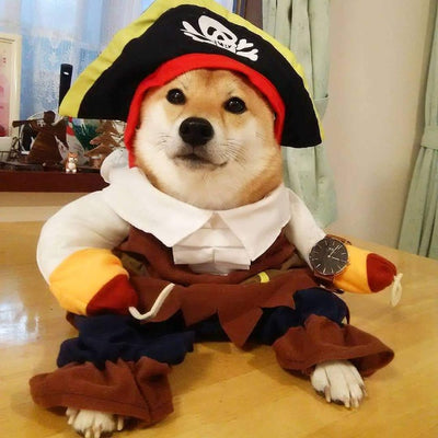 shiba sitting on a table wearing a pirates costume and a hat
