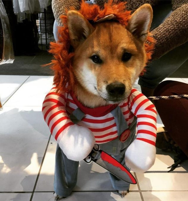 a shiba inu dog with a knife and stripey top