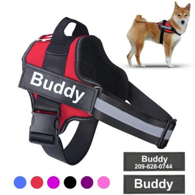 Shiba harness in red and the name buddy, with a shiba dog
