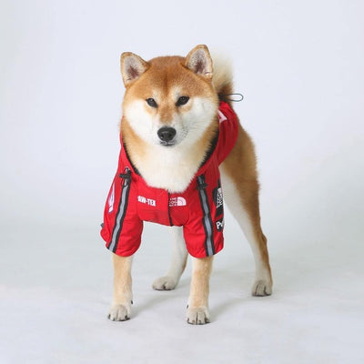 Shiba dog wearing a red waterproof coat