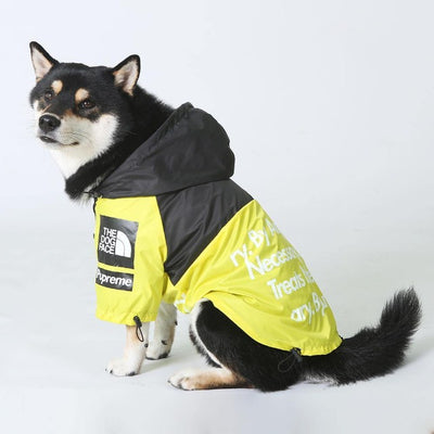 shiba inu dog looking to the left in a yellow coat