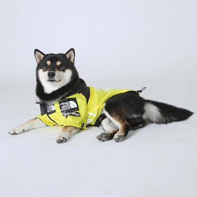 Black shiba dog laying down wearing a coat in yellow