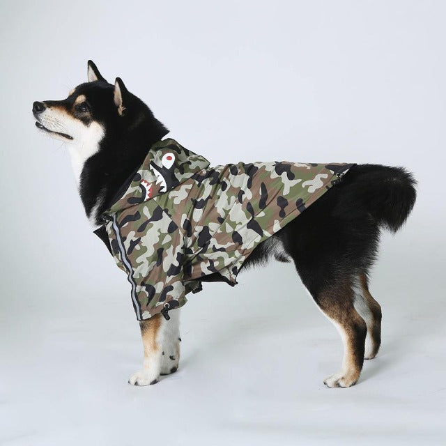 Shiba dog in a camouflage coat