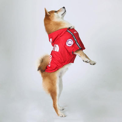 Shiba dog standing on back legs wearing a red coat