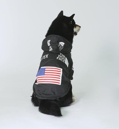 black shiba dog in a coat