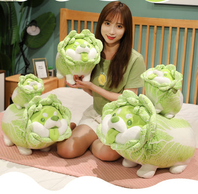 Cabbage Shibe